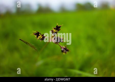 Rush articolare (Juncus articolatus) testa di seme e fiori isolati su uno sfondo verde naturale Foto Stock