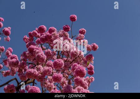 Goiania, Goiás, Brasile – 04 giugno 2022: Particolare di rami di un ipê viola fiorito con il cielo blu sullo sfondo.Handroanthus impetiginosus. Foto Stock