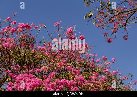 Goiania, Goiás, Brasile – 04 giugno 2022: Particolare di rami di un ipê viola fiorito con il cielo blu sullo sfondo.Handroanthus impetiginosus. Foto Stock