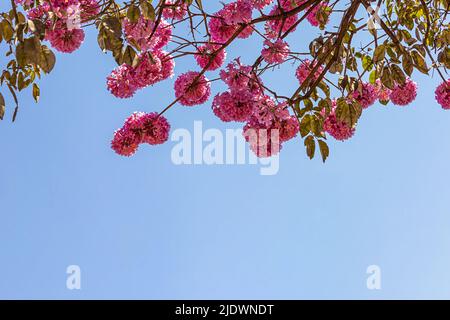 Goiania, Goiás, Brasile – 04 giugno 2022: Particolare di rami di un ipê viola fiorito con il cielo blu sullo sfondo.Handroanthus impetiginosus. Foto Stock