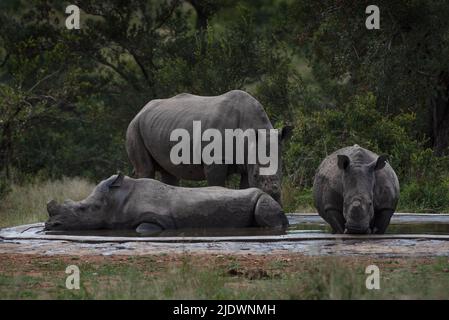 Tre rinoceronti in una valle per bere nel Parco Nazionale del Kruger Foto Stock