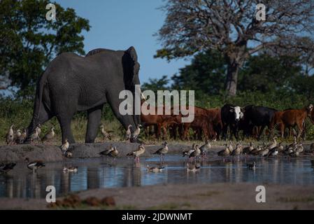 Un elefante che interagisce con il bestiame in Botswana Foto Stock