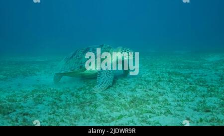 Mar Rosso, Egitto. 23rd giugno 2022. Big Sea Turtle verde sul fondo coperto di verde erba di mare. Tartaruga di mare verde (Chelonia midas) scatto subacqueo. Mar Rosso, Egitto (Credit Image: © Andrey Nekrasov/ZUMA Press Wire) Foto Stock