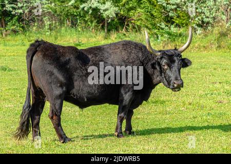 Ritratto di toro marrone con corna grandi isolate sull'erba. Foto Stock