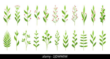 Foglia e bacche verde ramo piatto. Semplice germoglio di primavera isolato su bianco. Set di spazzole per piante naturali Illustrazione Vettoriale
