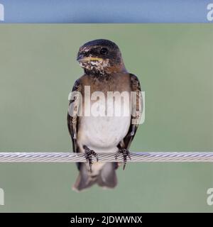 Il giovane Cliff Swallow perches su ringhiera recinzione. Palo Alto Baylands, Contea di Santa Clara, California, Stati Uniti. Foto Stock