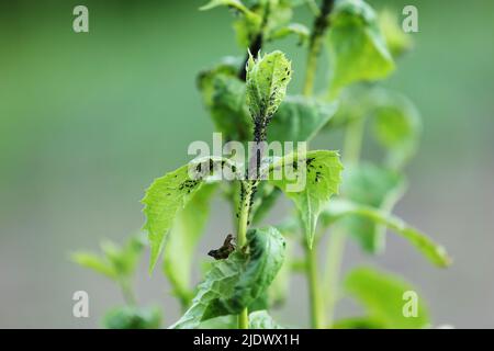 Foglie di ribes nero danneggiate da insetti nocivi afidi stock video. Foto Stock