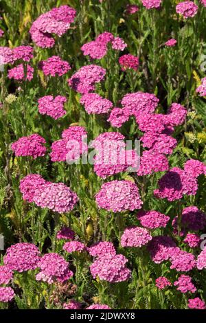Achillea 'Seduction Saucy', Pink Yarrow Flowers Achillea millefolium Foto Stock