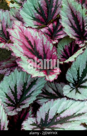 Begonia Rex sera, pianta, colorato, ornamentale, foglie, Begonias Foto Stock