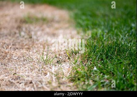 Distinzione visibile tra prato sano e erba bruciata chimica. Foto Stock