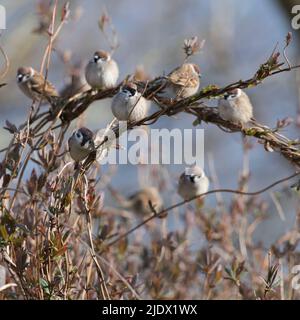 Un piccolo gregge (o ospite) di alberi spargitori (Passer Montanus) che si aggregano su steli intrecciati di Honeysuckle comune (Lonicera Periclymenum) in primavera Foto Stock