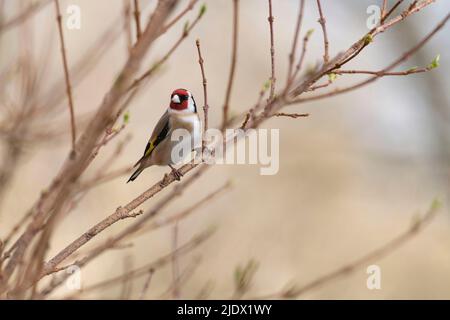 Un Goldfinch (Carduelis Carduelis) che si aggirò su un ramo di un Forsythia Bush a Bud in primavera Foto Stock