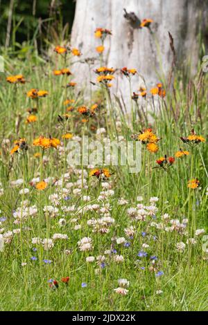 Una varietà di fiori selvatici che crescono insieme al bordo di un prato, tra cui Fox-and-Cubs (o Flora's Paintbrush), Clover bianco e Gerarder Speedwell Foto Stock