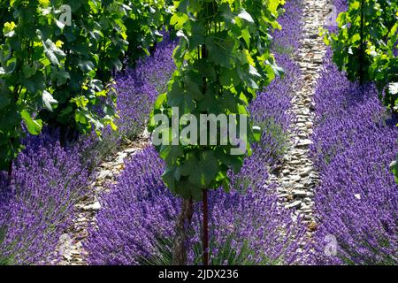 Vigneto file Europa viticoltura Lavenditori Vitis vinifera pianta domestica Foto Stock
