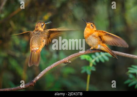 Due uccelli arancioni, Shining Sunbeam - Aglaeactis cuprimennis hummingbird in Heliantheini nella sottofamiglia Lesbiinae, sottospecie cuprimennis e caumatonota. Foto Stock