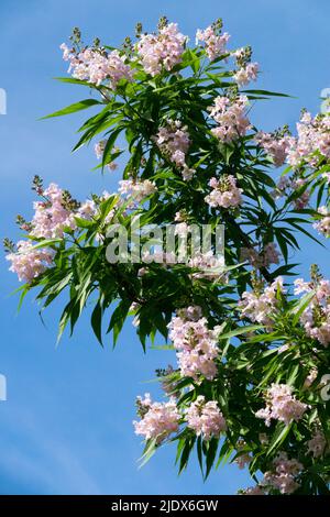 Chitalpa tashkentensis, albero, fioritura, fioritura, Bianco, Fiori Foto Stock