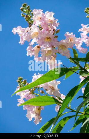 Rosa, Bianco, Bloom, Chitalpa tashkentensis albero, Blooming, Fioritura, fiori Foto Stock