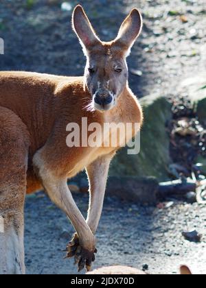 Vigilant maschio astuto Red Kangaroo con una costruzione forte e potente. Foto Stock