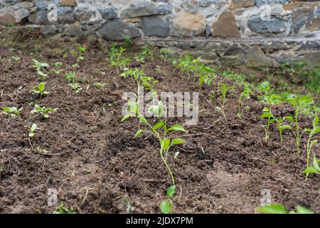 File con piante di peperoni giovani nel giardino agricolo in una giornata di primavera. Piantando piantine di pepe nel concetto di terra Foto Stock