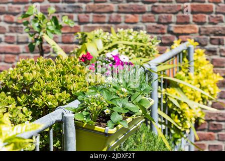 Erbe e fiori coltivati nel giardino del balcone Foto Stock