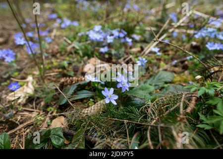 Bellissimi fiori di liverwort nella foresta Foto Stock