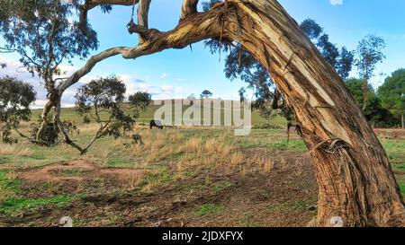 Mucca che pascola sotto albero piegato al Monte Adrah nuovo Galles del Sud Australia Foto Stock