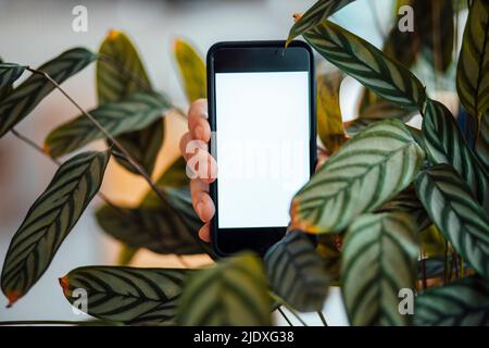 Mano di uomo che tiene smartphone con schermo vuoto in mezzo verde pianta Foto Stock