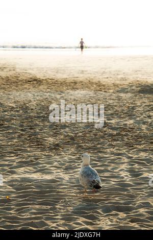 Seagull in piedi sulla spiaggia di sabbia Foto Stock
