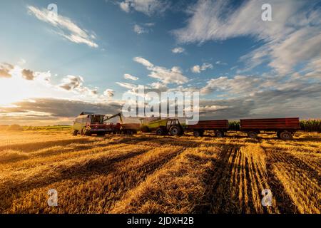 Mietitrebbia e rimorchi su campo di grano al tramonto Foto Stock