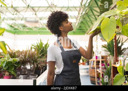 Giardiniere con capelli ricci che esaminano le foglie al vivaio della pianta Foto Stock