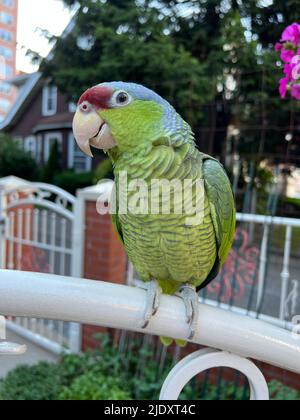 Parrot Amazzonia lavanda su una recinzione di fronte alla sua casa nel quartiere Kensington di Brooklyn, New York. Foto Stock