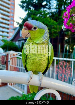 Parrot Amazzonia lavanda su una recinzione di fronte alla sua casa nel quartiere Kensington di Brooklyn, New York. Foto Stock