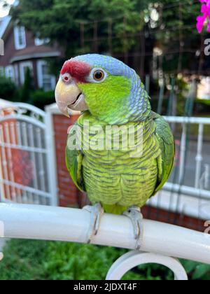 Parrot Amazzonia lavanda su una recinzione di fronte alla sua casa nel quartiere Kensington di Brooklyn, New York. Foto Stock