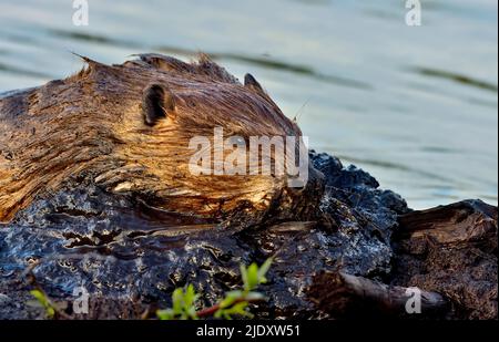 Un castoro adulto 'Castor canadensis', mettendo un carico di fango umido sulla sua diga castoro Foto Stock