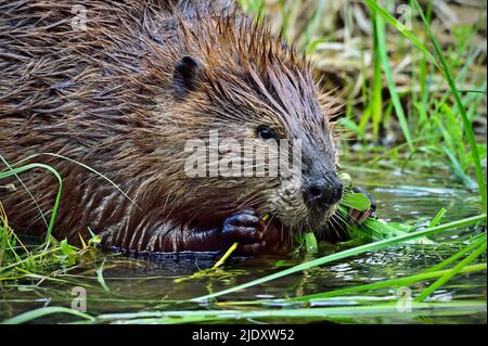 Un'immagine ravvicinata di un giovane castore 'Castor canadensis'< che si nutrono di erba verde fresca Foto Stock