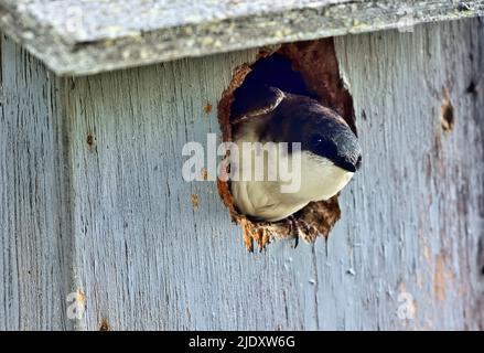 Un albero Swallow 'Tachycineta bicolor', sbucciando da una scatola di nido che ha scelto di sollevare i suoi pulcini dentro Foto Stock