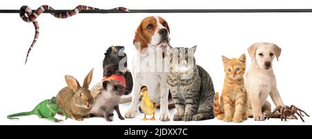 Set di molti animali diversi isolati su bianco Foto Stock