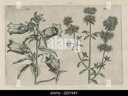 Marigold e Marjoram, Cognoscite lilia (titolo della collana), Marigold e Marjoram (Thymus mastichina L.), numerati 39 e 40., stampatore: Crispijn van de Passe (i), (attribuito a), autore: Crispijn van de Passe (i), autore: Colonia van de Passe, autore: Colonia, editore: Londra, 1600 - 1604, carta, incisione, altezza 127 mm x larghezza 205 mm, altezza 172 mm x larghezza 272 mm Foto Stock