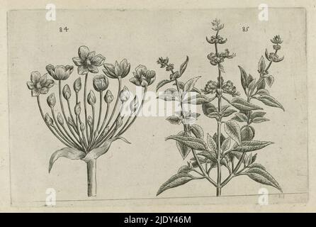 Fiore di cigno e salvia a fiore piccolo, Cognoscite lilia (titolo della serie), fiore di cigno (Butomus umbellatus) e salvia verbenaca a fiore piccolo (Salvia verbenaca), numerata 84 e 85., tipografia: Crispijn van de Passe (i), (autore: Crispijn van de Passe), casa editrice: Colonia, dopo il disegno di: Colonia, editore: Colonia, editore: Londra, 1600 - 1604, carta, incisione, altezza 127 mm x larghezza 205 mm, altezza 172 mm x larghezza 272 mm Foto Stock