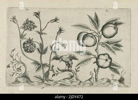 Doppia colonna e mela, Cognoscite lilia (titolo della serie), Doppia colonna (Aquilegia vulgaris) e mela (Malus pumila Miller), numerate 80 e 81. Tra loro un uccello di preda., tipografia: Crispijn van de Passe (i), (attribuito a), dopo disegno di: Crispijn van de Passe (i), (attribuito a), editore: Crispijn van de Passe (i), tipografia: Colonia, dopo disegno di: Colonia, editore: Colonia, editore: Londra, 1600 - 1604, carta, incisione, altezza 127 mm x larghezza 205 mm, altezza 172 mm x larghezza 272 mm Foto Stock