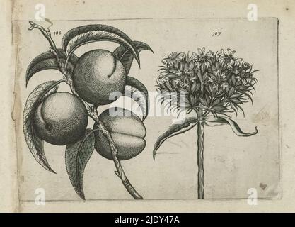 Peach and Burning love, Cognoscite lilia (titolo della serie), Peach (Prunus persica) e Burning love (Silene calcedonica), numerati 106 e 107., stampatore: Crispijn van de Passe (i), (attribuito a), dopo disegno di: Crispijn van de Passe (i), (attribuito a), editore: Crispijn van de passe (i), Colonia, dopo il disegno di: Colonia, editore: Colonia, editore: Londra, 1600 - 1604, carta, incisione, altezza 127 mm x larghezza 205 mm, altezza 172 mm x larghezza 272 mm Foto Stock