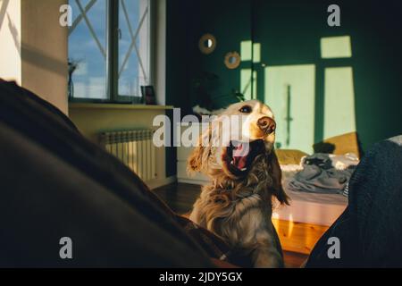 Cucciolo pallido inglese Cocker Spaniel che apre la sua grande bocca come un'orrida. Foto Stock
