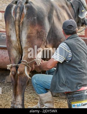 Uomo di caseificio esperto mungendo una mucca per il latte Foto Stock