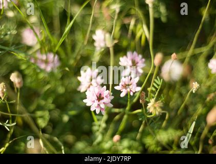 Trifoglio. Prato e fiori di campo. Erbe medicinali e piante. Tenerezza. Foto Stock