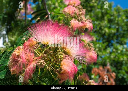 Bellissimo fiore rosa esotico, dall'albero di Albizia (Albizia julibrissin) o albero di seta rosa Foto Stock