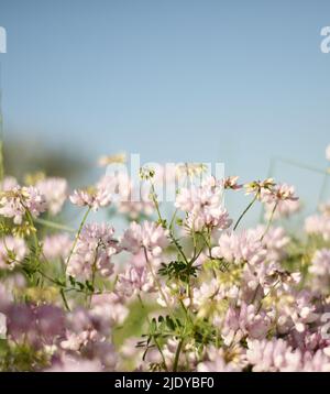 Chiodi di garofano su cielo blu. Piante medicinali. Flavonoidi e fitoestrogeni. Oli essenziali e tannini. Foto Stock