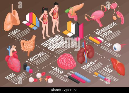 Diagramma di flusso dell'anatomia umana con illustrazione vettoriale isometrica dell'occhio e del cervello dei polmoni Illustrazione Vettoriale