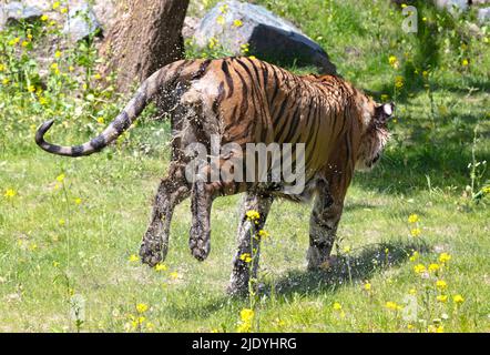 La tigre amour si è immersa nell'erba, raffreddando o giocando - pericoloso gatto selvatico Foto Stock