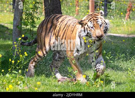 La tigre amour si è immersa nell'erba, raffreddando o giocando - pericoloso gatto selvatico Foto Stock