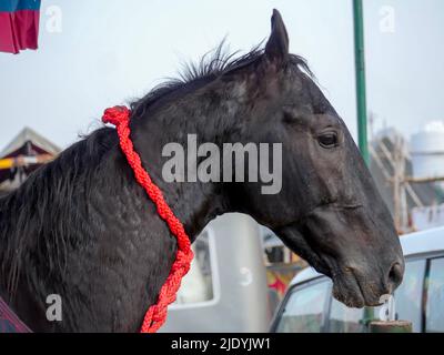 Foto di Horse Close up. I cavalli indiani riproducono il primo piano. Foto Stock